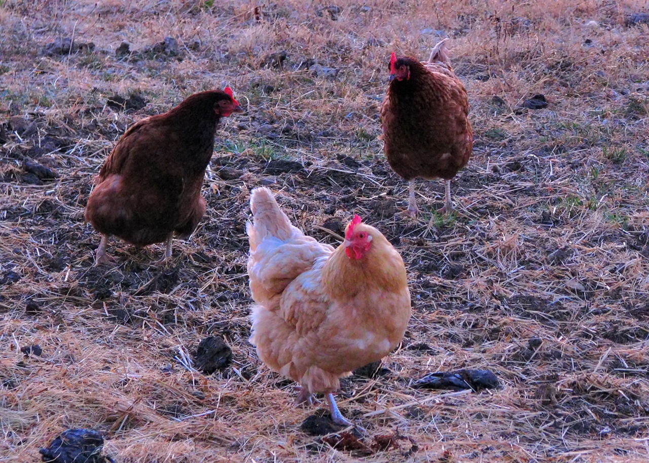 Oregon, 2009 Junction City